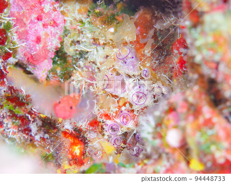 卡爾霍亞叔叔和沖繩紅蝦虎魚 94448733