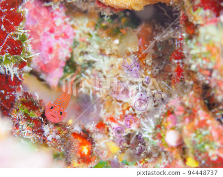 Uncle Carl Hoya and Okinawa red goby 94448737