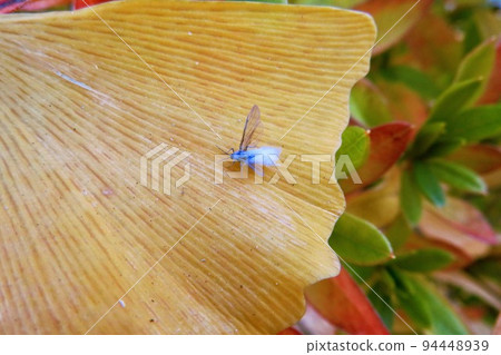 Snow bugs perched on yellowed ginkgo leaves 94448939