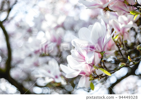 Pink Magnolia Tree with Blooming Flowers during Springtime 94449328
