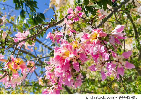 A Ceiba Chorizia tree blooming with yellow-pink flowers against a blue sky A Ceiba Chorizia tree blooming with yellow-pink flowers against a blue sky 94449493