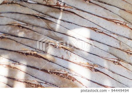 Smooth trunk of a palm tree close up 94449494