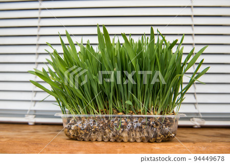 Fresh green grass. Cat grass, pet grass. Natural hairball treatment Fresh green grass. Cat grass, pet grass. Natural hairball treatment 94449678