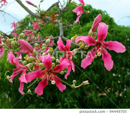 Cotton tree flower Ceiba speciosa close up. Gorgeous pink yellow flower like a lily against the blue sky and greenery macro. Summer, Spain 94449705