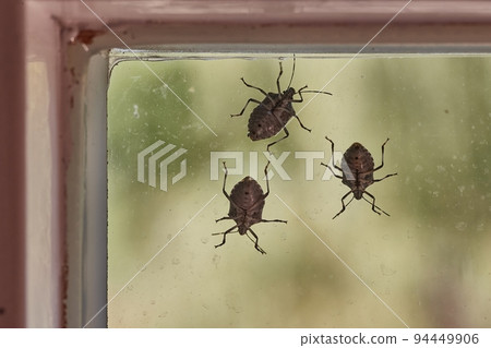 Stink bugs closeup on the window Stink bugs closeup on the window 94449906