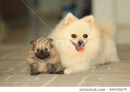 Pomeranian best sale family dog