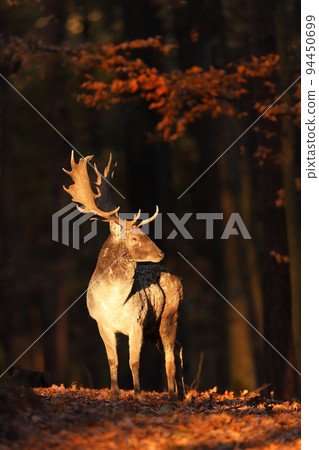 Illuminated fallow deer standing in forest in autumn Illuminated fallow deer standing in forest in autumn 94450699