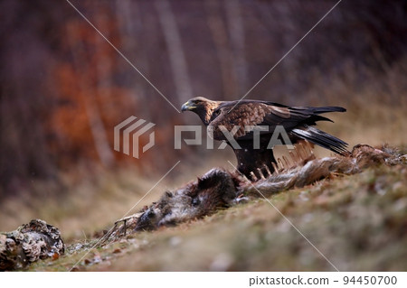 Golden eagle devouring killed prey on field in autumn Golden eagle devouring killed prey on field in autumn 94450700
