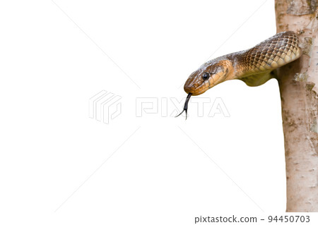 Aesculapian snake hissing on a branch of tree isolated on white background 94450703