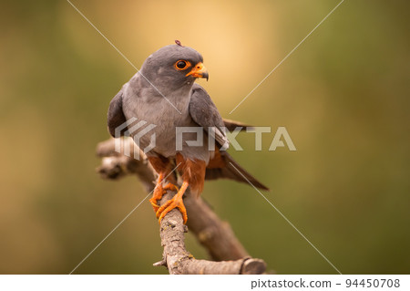 Red-footed falcon male looking into camera while perched on branch in summer forest Red-footed falcon male looking into camera while perched on branch in summer forest 94450708