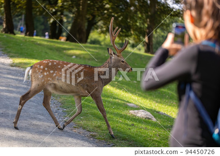 Female tourist taking picture on a phone of sika deer running in front of her 94450726