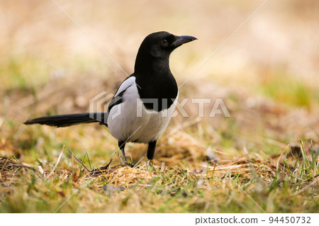 Eurasian magpie sitting on ground on in summertime Eurasian magpie sitting on ground on in summertime 94450732
