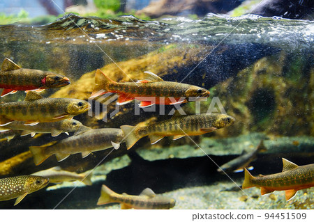 A group of fish 94451509