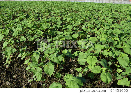 發芽的蕎麥麵 94451600
