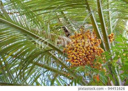 Tree fruits 94451626