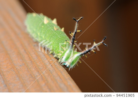 紅甲蟲的幼蟲 紅甲蟲的幼蟲 94451905