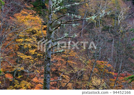 Southern Alps Kita-dake Climbing Autumn Leaves Route Southern Alps Kita-dake Climbing Autumn Leaves Route 94452166
