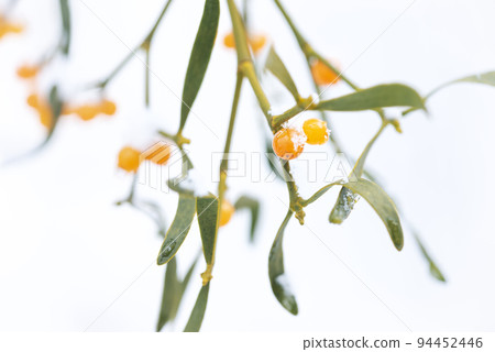 Mistletoe Sapporo Mistletoe Sapporo 94452446
