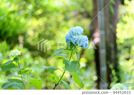 Early summer park Hydrangea flowers 94452633