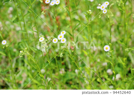 姬城花 姬城花 94452640