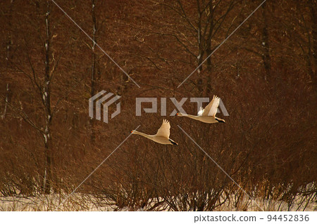 Swan in Lake Inawashiro 94452836