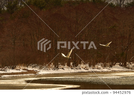 Swan in Lake Inawashiro Swan in Lake Inawashiro 94452976