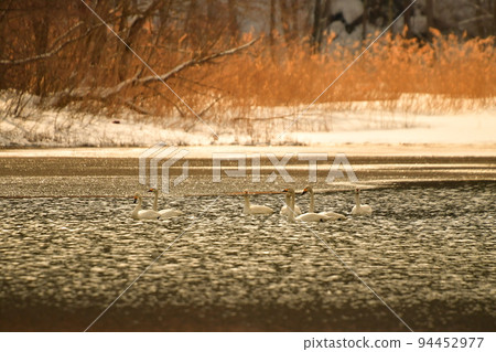 Swan in Lake Inawashiro 94452977