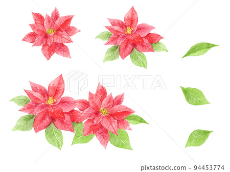 一品紅水彩插圖集矢量 94453774