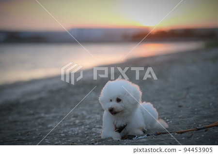 夕陽下染成的船橋三番澤和沙灘上的白狗 夕陽下染成的船橋三番澤和沙灘上的白狗 94453905