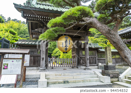 [神奈川縣]綠蔭和金燈籠環繞的長谷寺門 94454832