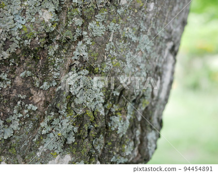 木質表面 木質表面 94454891