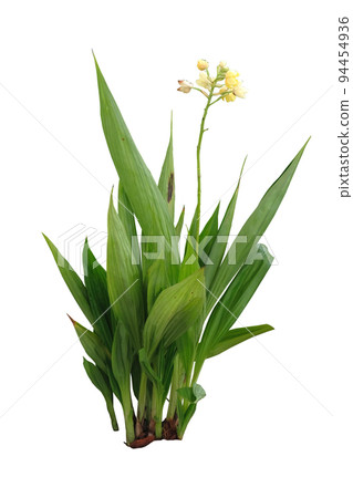 yellow orchid ground flower yellow orchid ground flower 94454936