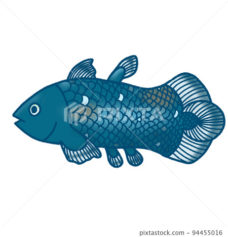 coelacanth 94455016