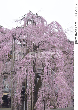 垂枝櫻花 94455067