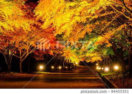 Autumn leaves of Momiji lake in Minowa town (light up) 94455351