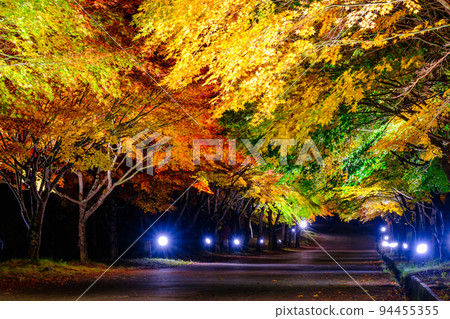 Autumn leaves of Momiji lake in Minowa town (light up) 94455355