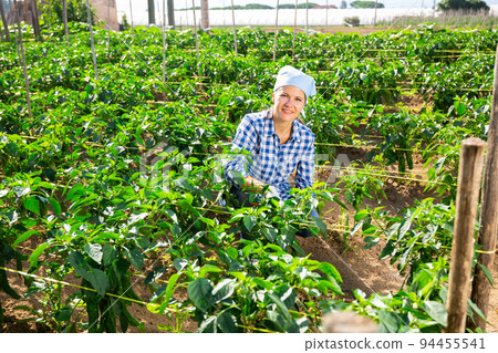 Female farmer checking crop of green peppers on vegetable plantation Female farmer checking crop of green peppers on vegetable plantation 94455541