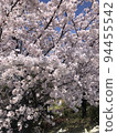 櫻花 94455542