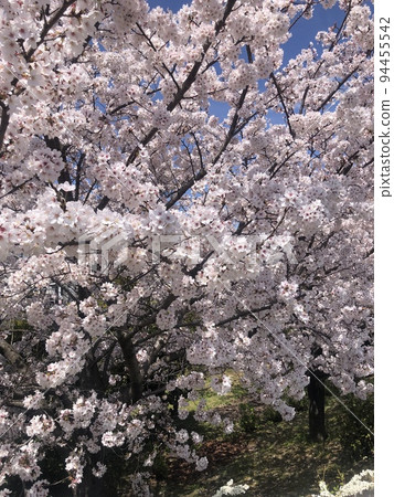 櫻花 櫻花 94455542