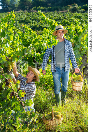 Young man and woman picking harvest of green grape Young man and woman picking harvest of green grape 94455543