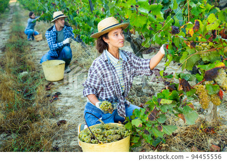 Woman harvesting ripe grapes at vineyard Woman harvesting ripe grapes at vineyard 94455556