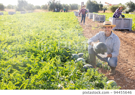 Man harvesting watermelons on fruit farm Man harvesting watermelons on fruit farm 94455646
