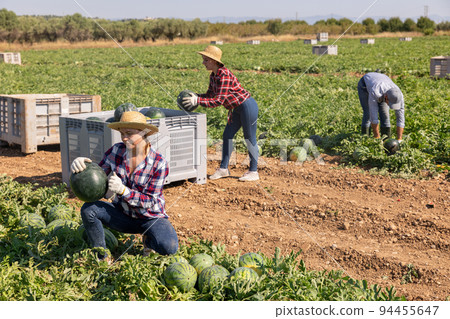 Satisfied woman farmer with watermelon in her hands on farmer field 94455647