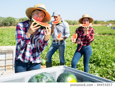 Farmers enjoy tasting watermelon after harvest in farmer field Farmers enjoy tasting watermelon after harvest in farmer field 94455857