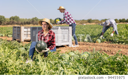 Satisfied woman gardener picking fresh watermelon on plantation 94455975