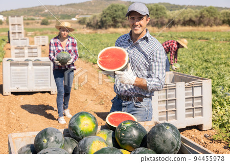 Man with half of watermelon on fruit farm 94455978