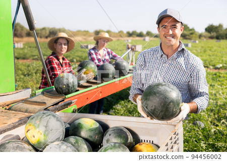 Man farmer holding watermelon near harvesting machine 94456002