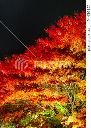 箕輪町紅葉湖的紅葉（點亮） 94456171