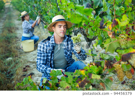 Male farmer harvesting ripe white grapes in vineyard Male farmer harvesting ripe white grapes in vineyard 94456379