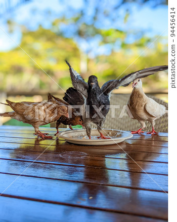 pigeons eating food at restaurant in hawaii 94456414